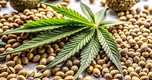 Understanding Weed Plant Seeds Cultivation, Strains, and Best Practices Understanding Weed Plant Seeds Cultivation, Strains, and Best Practices