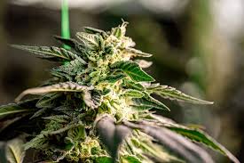 Understanding Weed Plant Seeds Cultivation, Strains, and Best Practices Understanding Weed Plant Seeds Cultivation, Strains, and Best Practices